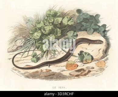 Italienischer Dreizehenfuss oder zylindrischer Stinkhaken, Chalzide Chalzide. Le SEPs, Zygnis chalcidicus, Lacerta Chalcides. Handkolorierter Stahlstich von Alexandre Manceau nach einer Illustration von Edouard Travies aus Bernard Germain de Lacepede Histoire Naturelle de Lacepede, comprenant les cetaces, les quadrupedes ovipares, les Serpents et les Poissons, Furne et Cie, Paris, 1847. Stockfoto