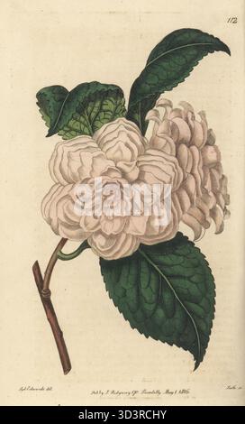 Rote Kamelien, Kamelia japonica. Aus China eingeführte Ziersorte von Lady Amelia Hume, die in Joseph Knight's Gärtnerei an der King's Road in Chelsea gezeichnet wurde. Handkolorierter Kupferstich von P.W. Smith nach einer botanischen Illustration von Sydenham Edwards aus seinem eigenen Botanical Register, J. Ridgeway, London, 1816. Stockfoto