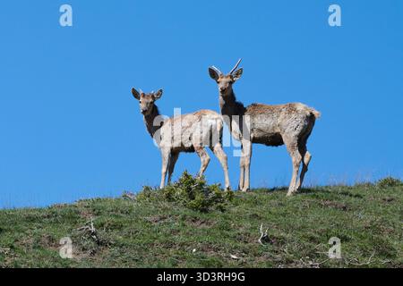 Zwei junge Hirsche stehen vor einem hellblauen Himmel auf einem grasbewachsenen Hügel. Doppelporträt wilder Tiere in einem Bergpark. Shamakhi, Aserbaidschan. Stockfoto
