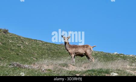 Junghirsch steht auf einem grünen, grasbewachsenen Berghang vor einem klaren, tiefblauen Himmel und blickt direkt in die Kamera. Die Tierwelt Aserbaidschans. Stockfoto