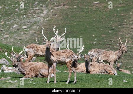 Herde männlicher Rotwild, die auf einem grasbewachsenen Hang ruht. Gruppenporträt majestätischer Hirsche mit großem Geweih während des Frühlingsabfalls. Shamakhi, Aserbaidschan. Stockfoto