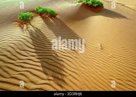 Ein Luftbild von Sanddünen in Lekhwair, Oman, zeigt gewellte Wüstenmuster und kleine grüne Sträucher, die lange Schatten über die goldene sa werfen Stockfoto