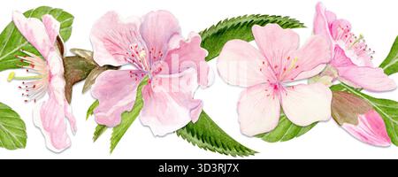 Sakura Blumen horizontale nahtlose Bänder Aquarell, rosafarbene Töne, handbemalt in natürlichem botanischem Stil. Perfekt für Hochzeitseinladungen im Frühling Stockfoto