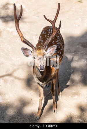 Sika-Hirsch (Cervus nippon) mit beeindruckenden Geweihen steht auf sonnendurchflutetem Weg, das Fell leuchtet. Wachsamer Blick in natürlicher Umgebung im Freien. Stockfoto