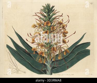 Orangen-Ingwerlilie, Scharlach-Ingwer und Orangen-Flaschenbürsten-Ingwer, Hedychium coccineum. Rote Girlande-Blume, Hedychium angustifolium. Geboren in China, Indien und Indochina, gefunden von William Roxburgh an der Küste von Coromandel, gezeichnet im Gewächshaus von Sir Abraham Hume in Wormleybury. Handkolorierter Kupferstich von P.W. Smith nach einer botanischen Illustration von Sydenham Edwards aus seinem eigenen Botanical Register, J. Ridgeway, London, 1816. Stockfoto