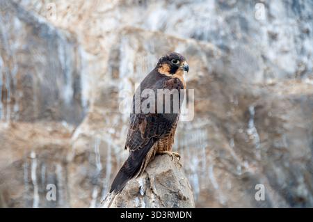 Ein majestätischer Wanderfalke (Falco peregrinus) thront wachsam auf einem zerklüfteten Felsvorsprung in einer nebeligen, bergigen Landschaft. Stockfoto