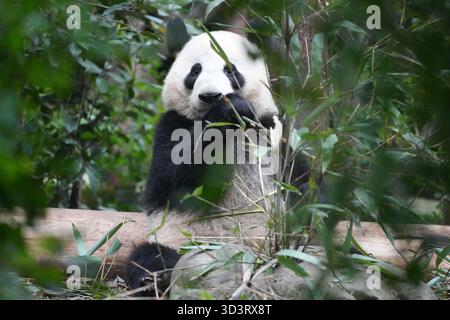 Chengdu, Chinas Provinz Sichuan. November 2025. Ein Riesenpanda isst Bambus in der Chengdu Research Base of Giant Panda Breeding in Chengdu, südwestchinesischer Provinz Sichuan, 6. November 2025. Quelle: Xu Bingjie/Xinhua/Alamy Live News Stockfoto