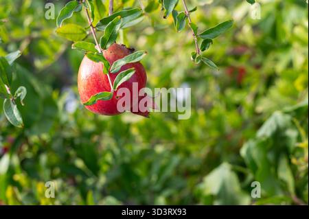 Saftige Frucht-Kreation, Großaufnahme des glänzenden purpurroten Granatapfels, in weiches Licht getaucht, leuchtender roter Granatapfel mit funkelnden Tautropfen unter der Morgensonne Stockfoto