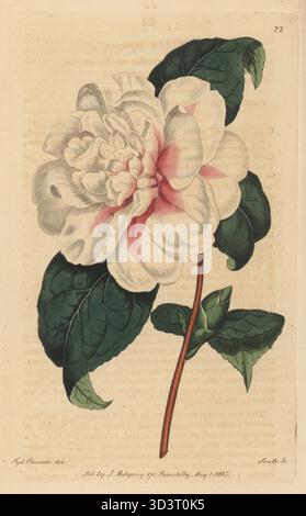 Pompone Camellia oder Japan-Rose, Camellia japonica. Handkolorierter Kupferstich von P.W. Smith nach einer botanischen Illustration von Sydenham Edwards aus seinem eigenen Botanical Register, J. Ridgeway, London, 1815. Stockfoto