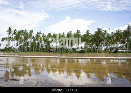 Ein Radfahrer fährt auf einem Reisfeld, das von Kokosnussfarm im ländlichen Malaysia gesäumt ist, und spiegelt das Dorfleben und die Schönheit der tropischen Landschaft wider Stockfoto