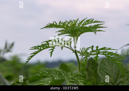 Der gewöhnliche Ragweed zeigt seine gefiederten Blätter, die kräftig auf einem Feld unter grauem Himmel wachsen, typisch für die Bedingungen des Spätsommers in Nordamerika. Stockfoto