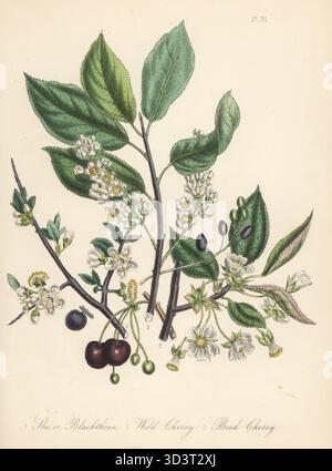 Scholle oder Schwarzdorn, Prunus spinosa, Wildkirsche, Prunus avium und Vogelkirsche, Prunus padus. Handkolorierte Lithographie von Henry Noel Humphreys nach einer botanischen Illustration von Jane Loudon aus ihrem Buch British Wild Flowers, William Smith, London, 1846. Stockfoto