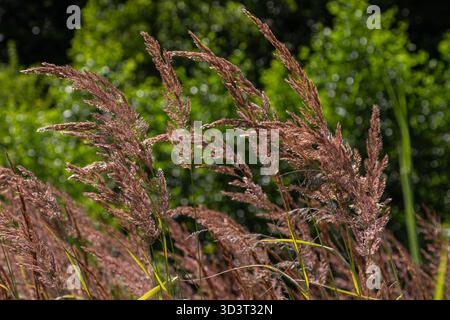 Hohe Hölzer, kleine Schilfgrasgruppen schweben im Sonnenlicht und schaffen eine ruhige Atmosphäre auf der Wiese, während sanfte Winde durch die umliegende Gr Stockfoto