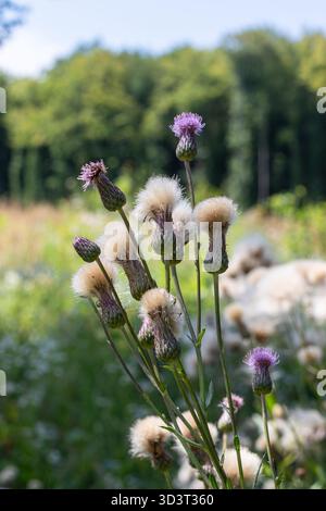 Cirsium arvense, auch bekannt als Kriechdistel, zeigt seine hellen violetten Blüten und weichen Samenköpfe unter einem klaren blauen Himmel in einem grünen Feld. Stockfoto
