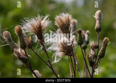 Cirsium arvense Pflanzen präsentieren ihre flauschigen Samenköpfe in einem grünen Feld, das von warmer Spätsommersonne beleuchtet wird und eine natürliche, ruhige Atmosphäre schafft Stockfoto