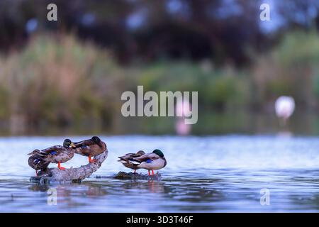 Stockenten (Anas platyrhynchos) auf einem AST im Wasser in den Sümpfen der Carmargue in Südfrankreich. Stockenten (Anas platyrhynchos) sitzen auf einem Baumstamm in einer Lagune in der Camargue, Frankreich. Stockfoto