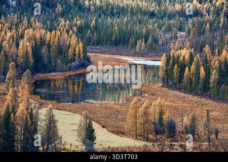Ein friedlicher Herbstfluss fließt im Herbst durch einen goldenen Bergwald. Das Foto zeigt eine Herbstszene mit einem Fluss, der Herbstbäume in seinem Wasser reflektiert. Stockfoto