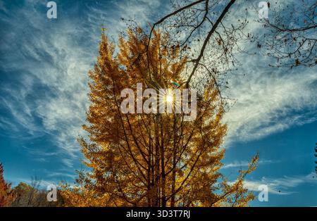 Die Sonne bricht durch die Äste eines hohen Baumes Stockfoto