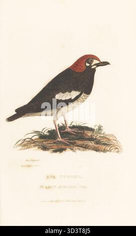 Kastaniensoor, Geokichla interpres, gefährdet. Ava Soor, Turdus avensis Gray. Aus einem Exemplar im Museum Crawfurd (Mr Crawfurds Sammlung von Zeichnungen indischer Künstler im East India House). Handkolorierter Kupferstich von Griffith, Harriet oder Edward, nach einer Illustration von Charles Hamilton Smith aus Edward Griffith's The Animal Kingdom von The Baron Cuvier, London, Whittaker, 1827. Stockfoto