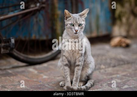 Häusliche Kurzhaarkatze, die auf der schmalen Straße von Essaouira sitzt. Porträt einer sitzenden Tabbykatze. Die Katzen in Essaouira. Stockfoto