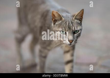 Häusliche Kurzhaarkatze, die auf der schmalen Straße von Essaouira spaziert. Porträt einer wandelnden Tabbykatze. Die Katzen in Essaouira. Stockfoto