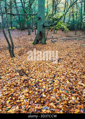 Ein Teppich aus Herbstblättern auf dem Waldboden in Nidd Gorge Woods Knaresborough North Yorkshire England Stockfoto