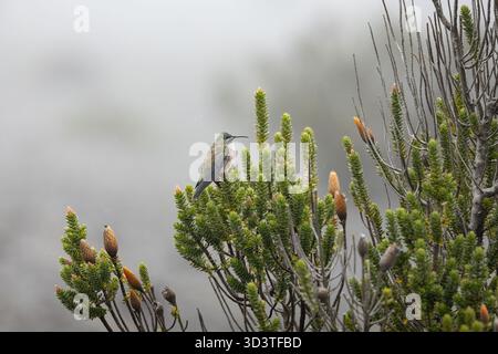 Chimborazo Hillstar (Oreotrochilus chimborazo chimborazo) thront auf dem Chuquiraga-Sträucher in der páramo an den Hängen des Monte Chimborazo, Ecuador. Stockfoto