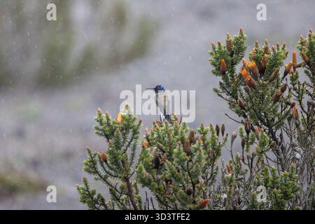 Chimborazo Hillstar (Oreotrochilus chimborazo chimborazo) thront auf dem Chuquiraga-Sträucher in der páramo an den Hängen des Monte Chimborazo, Ecuador. Stockfoto