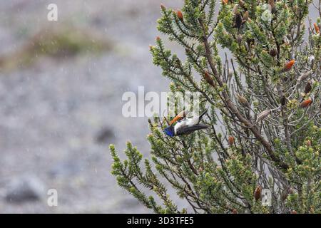 Chimborazo Hillstar (Oreotrochilus chimborazo chimborazo) thront auf dem Chuquiraga-Sträucher in der páramo an den Hängen des Monte Chimborazo, Ecuador. Stockfoto