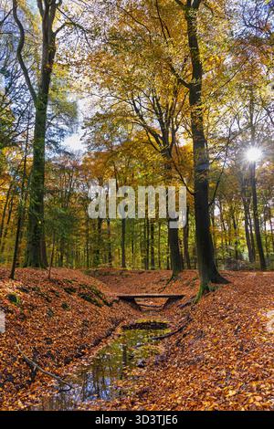 Herbstliche Waldlandschaft mit kleinem Graben, umgeben von Buchen in wunderschönen, lebhaften Farben auf dem Anwesen Hoekelum in Ede, Niederlande Stockfoto