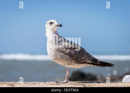 Die junge europäische Heringsmöwe (Larus argentatus) steht an den Hafenmauern von Essaouira. Die junge Heringsmöwe fotografiert in Essaouira. Stockfoto