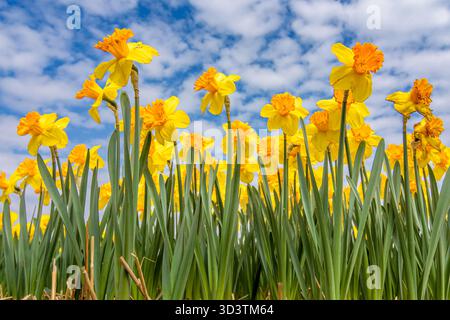 Gelbe Narzissen Blüten mit blauem Himmel Hintergrund. Flachwinkelansicht Stockfoto