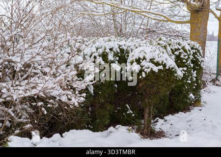 Ein runder Zierstrauch, der im Winter mit Schnee bedeckt ist, in der Nähe der Mauer eines gelben Ziegelhauses, die Fenster des Gebäudes mit karierten Verglasungen sind Visi Stockfoto
