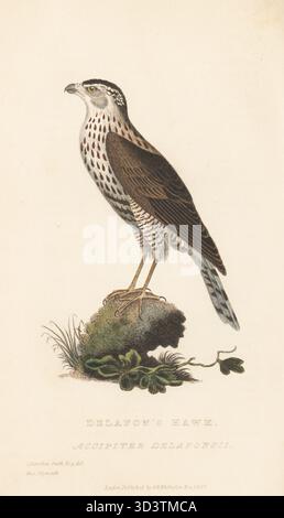 Brauner Goshawk, Accipiter fasciatus buruensis? Gefangen von Captain Delafons in der Straße zwischen Bileton (Pulau Belitung) und Borneo. Delafons Falke, Accipiter delafonsii, Accipiter torquatus. Von einem Exemplar im Athenaeum Museum in Plymouth. Handkolorierter Kupferstich nach einer Illustration von Charles Hamilton Smith aus Edward Griffith's The Animal Kingdom von The Baron Cuvier, London, Whittaker, 1827. Stockfoto