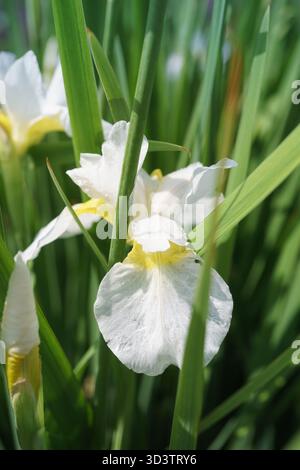 Weiße Irisblume im Garten, sibirische weiße Iris aus Nahweite, selektiver Fokus Stockfoto
