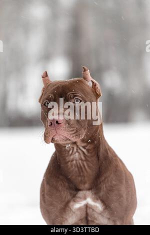 Brauner Pitbull Terrier mit abgeschnittenen Ohren, die in fallendem Schnee seitlich aussehen, intensivem Blick und muskulösem Hals. Stockfoto