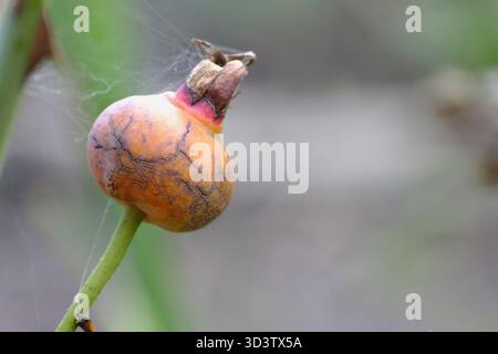Nahaufnahme einer Reifen Hüftrose im Herbst, die ihre orange Farbe und Oberflächenstruktur auf einem Gartenstrauch in Großbritannien zeigt. Stockfoto
