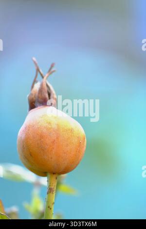 Nahaufnahme einer Reifen Hüftrose im Herbst, die ihre orange Farbe und Oberflächenstruktur auf einem Gartenstrauch in Großbritannien zeigt. Stockfoto