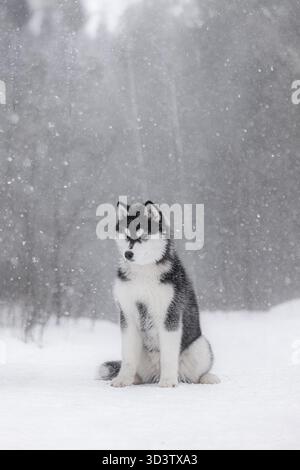 Schwarz-weißer sibirischer Husky-Welpe sitzt während des Schneefalls auf Schnee und sieht im Freien aufmerksam aus. Stockfoto
