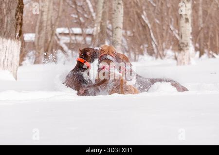 Gruppe von Hunden Pitbull, die zusammen im tiefen Schnee spielen und Sprühnebel und Bewegung während des Winters erzeugen Stockfoto