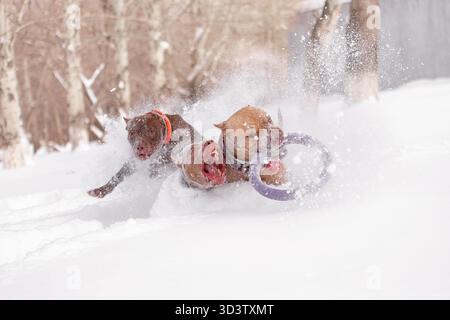 Drei energiegeladene Hunde Pitbull springen durch den Schnee und jagen lila Ring Spielzeug während des Winterspiels. Stockfoto