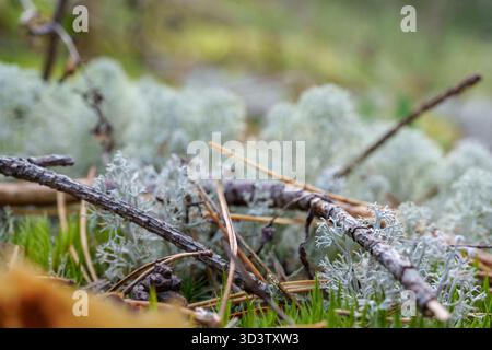 Detaillierte Nahaufnahme von kontrastierendem grünem Moos und blassem Rentierflechten, die auf dem Waldboden in der Nähe verwitterter Baumwurzeln wachsen. Symbolisiert Natur, Textur Stockfoto