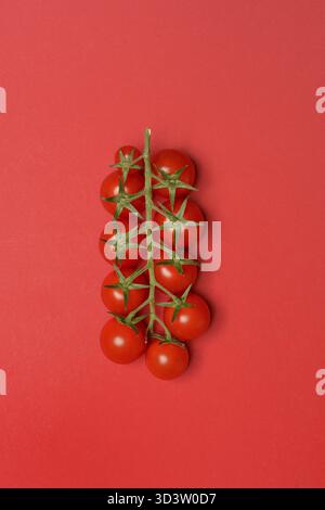 Tomaten, Tomatenrebe auf rotem Hintergrund Stockfoto