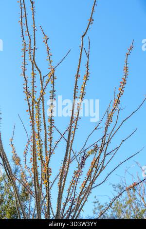 Die Blätter der Ocotillo-Pflanze blühen orange und rot (Fouquieria splendens) senkrecht Stockfoto