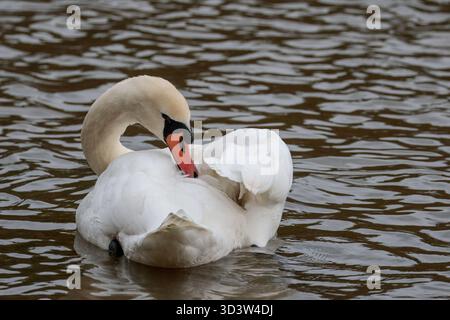 Stummer Schwan Cygnus olor, großer Feuchtvogel preening weißes Gefieder langer Hals schwarze Füße orange roter Schnabel schwarzer Knollenschnabel Basis Winter England Großbritannien Stockfoto