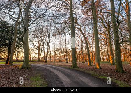 Eine englische Landschaft in Hampshire am frühen Abend mit einem goldenen Glanz durch die Wälder. Stockfoto