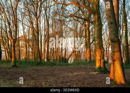Eine englische Landschaft in Hampshire am frühen Abend mit einem goldenen Glanz durch die Wälder. Stockfoto