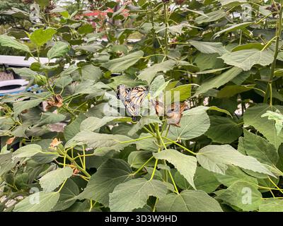 Zwei Paarungsfalter von Monarch (Danaus plexippus) im Highline Park, Manhattan, New York City, NYC, USA Stockfoto