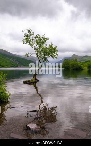 Der einsame Baum (der einsame Baum) von Llanberis, am Ufer von Llyn Padarn (Lake Padarn), Gwynedd, Eryri (Snowdonia), Wales Stockfoto