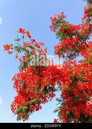 Leuchtend rote Poinciana (Delonix regia) in Blüte, markiert die Ankunft des Sommers in Kairo, Ägypten Stockfoto